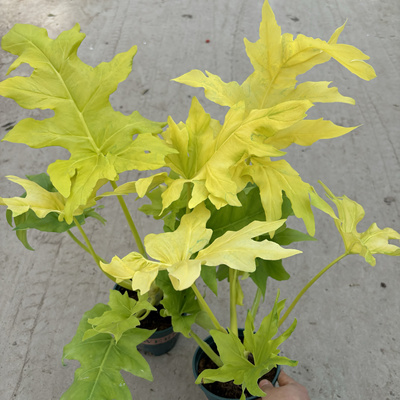 黄金春雨春羽瓦萨维奇绿植物小盆栽美观桌面净化空气室内净化空气