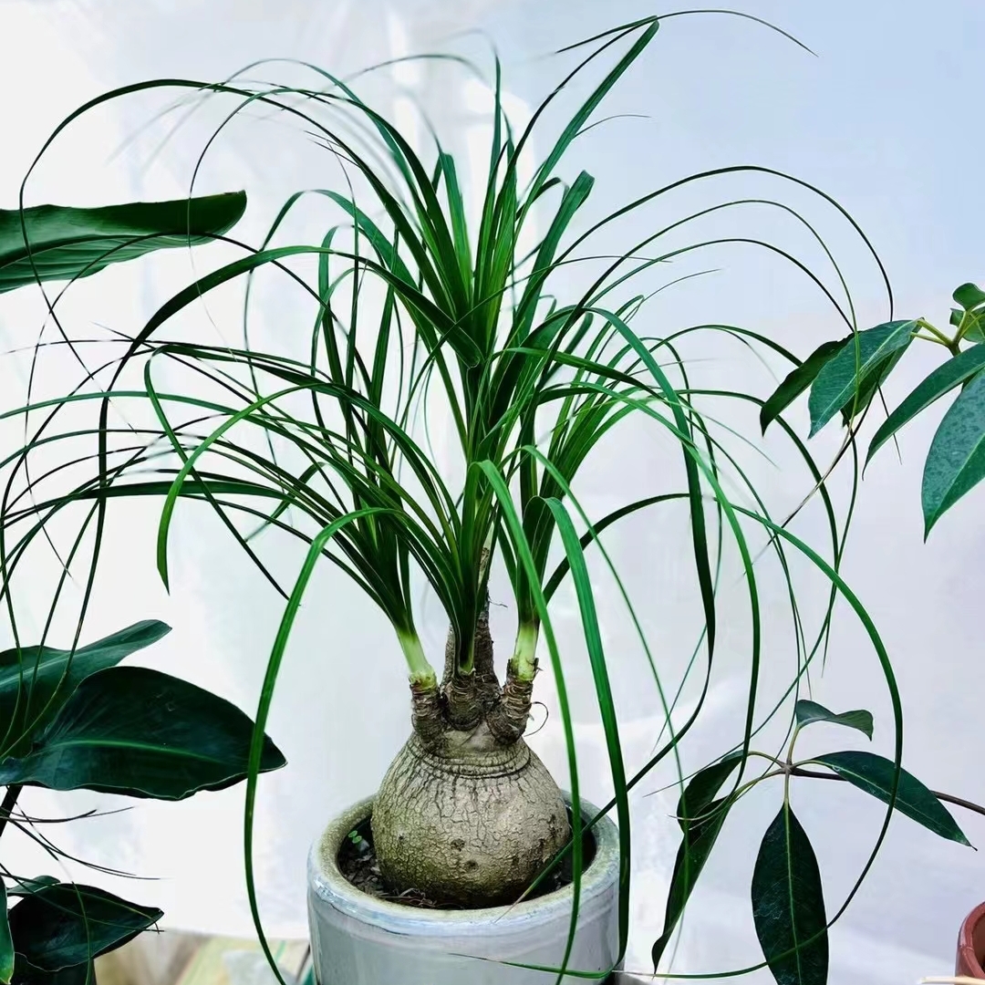 酒瓶兰球根块根植物多年生耐热耐晒耐阴室内外阳台桌面盆栽绿植物