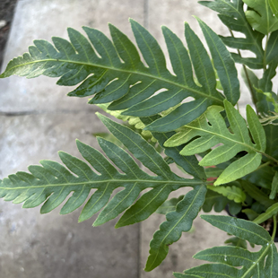 胎生狗脊蕨类植物盆栽室内客厅办公室净化空气观叶小绿植盆景盆栽