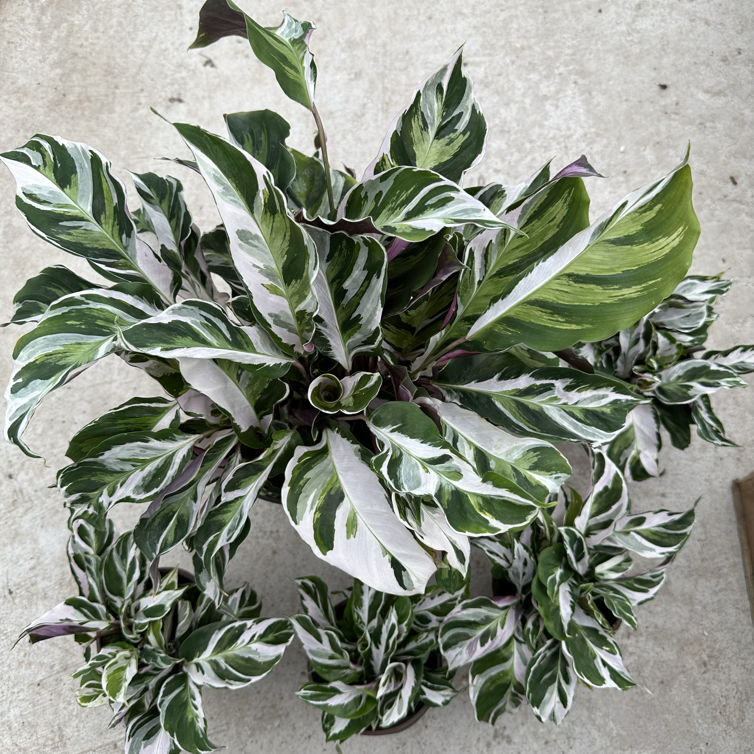 白油画竹芋室内耐阴ins客厅净化空气北欧风四季常青观叶绿植物