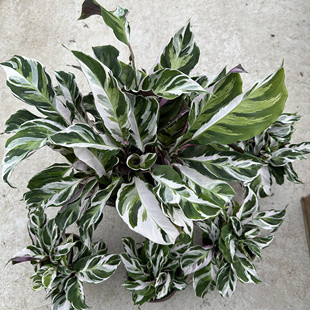 白油画竹芋室内耐阴ins客厅净化空气北欧风四季常青观叶绿植物