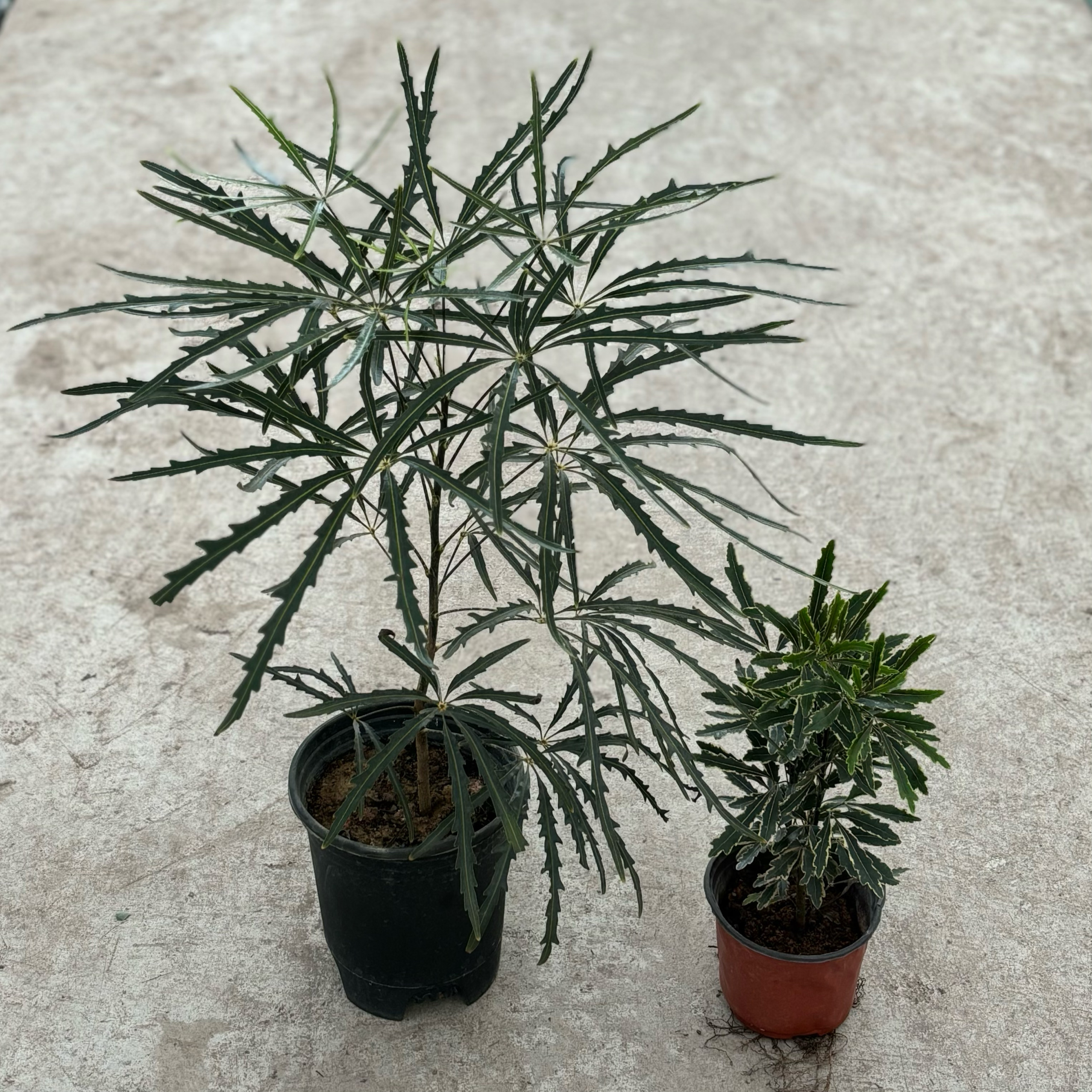 孔雀木盆栽绿植物室内耐阴耐湿多年生办公室桌面四季常青净化空气