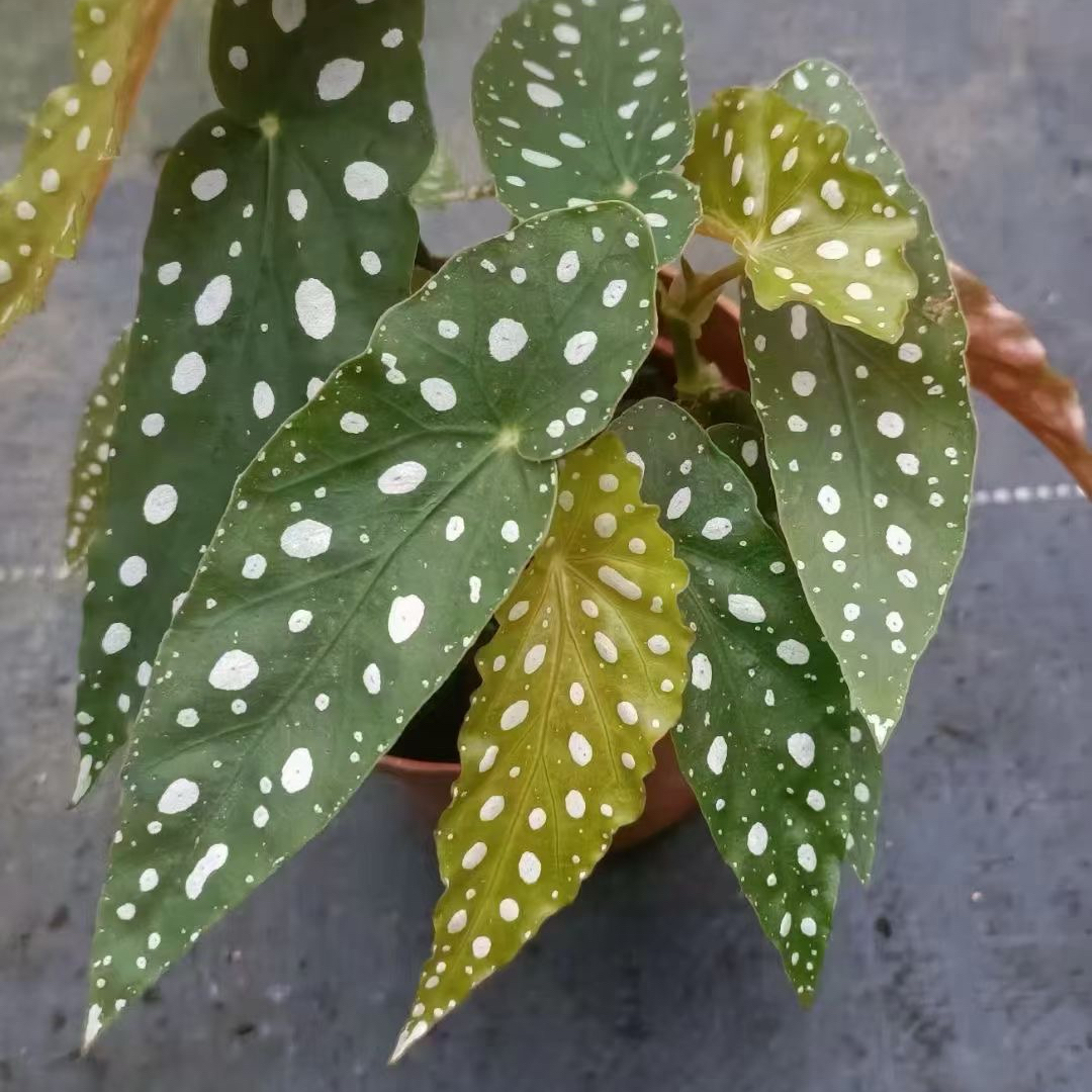 鳟鱼秋海棠绿植物ins风网红植物室内耐热耐荫多年生观叶盆栽花卉