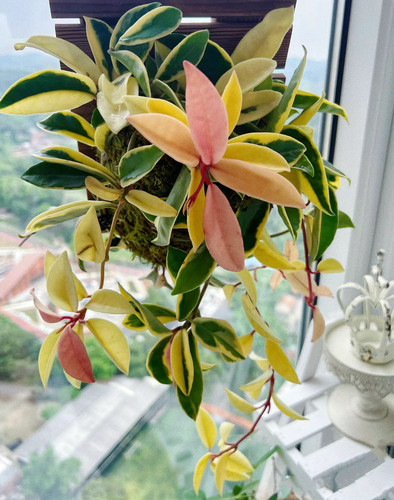 三色球兰花叶北欧风爬藤开花吊兰植物四季常青阳台桌面室内外盆栽