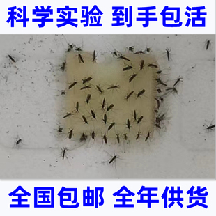 活蚊子 活体蚊子 骚扰阿蚊 白纹伊蚊 花蚊子死蚊子标本 蚊子活物