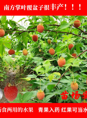 覆盆子农资试种果树苗南方种植