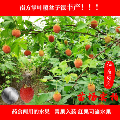 覆盆子农资试种果树苗南方种植