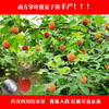 掌葉覆盆子苗 農資試種果樹苗 南方種植 盆栽地栽 庭院水果樹莓苗