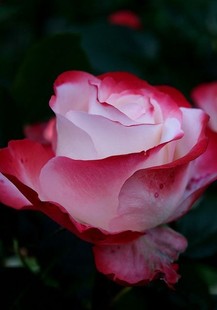 乡愁月季 四季勤花切花玫瑰大花耐寒抗病球状多季盆栽花苗 根接