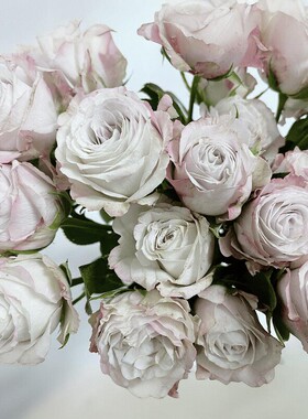 德心源引进 月季天使斯蒂克 Angel Bombastic  重瓣抗寒盆栽植物