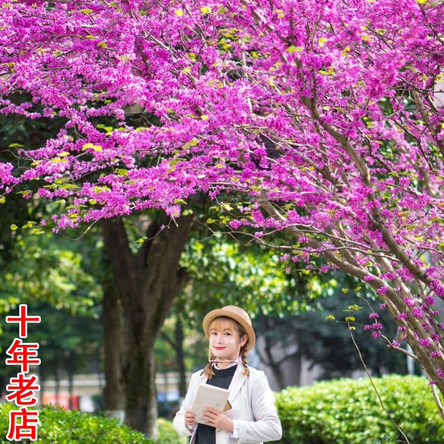 红色花卉植物容易紫荆花树苗大苗庭院大型紫荆老桩紫荆树苗盆景苗