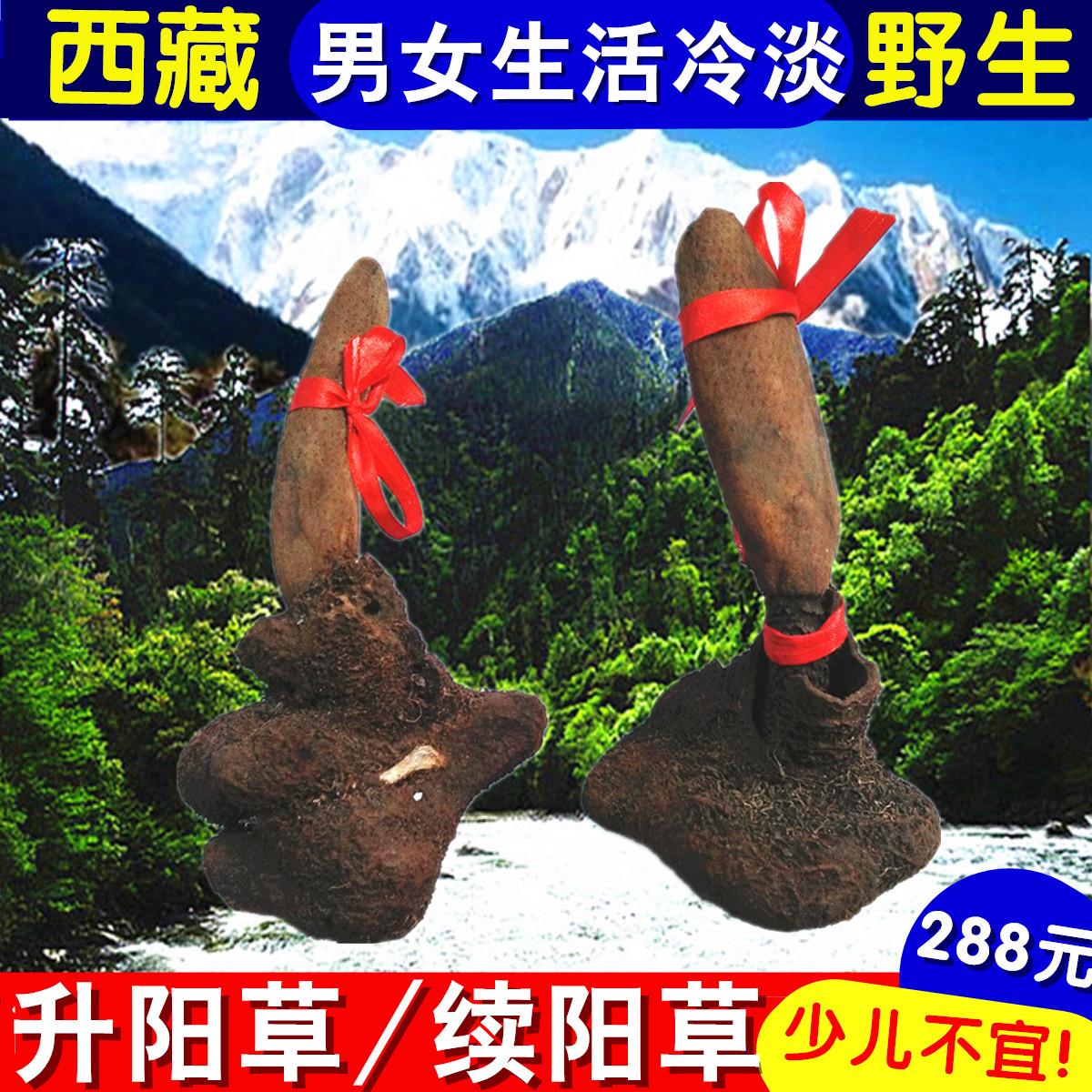 野生续阳草升阳草煲汤西藏正品阳菰回春不老草补阳泡酒料赠送玛卡