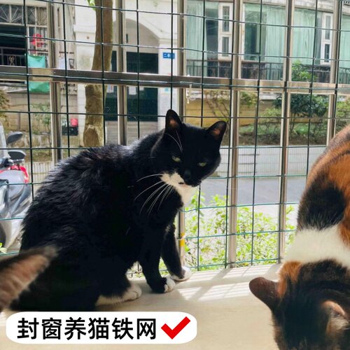 封窗养猫 阳台防护网铁丝网 防盗窗护网宠物安全网养猫咪围栏网格