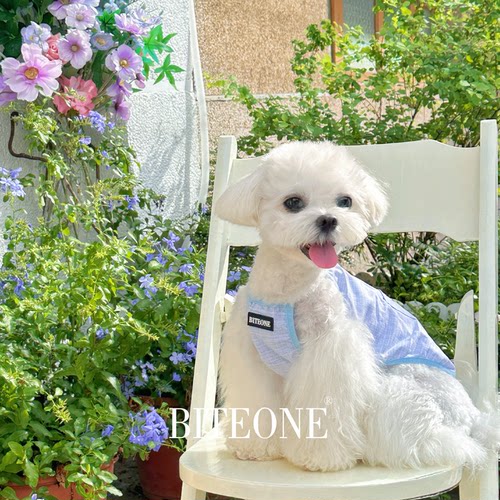 BITEONE狗狗猫咪小型犬轻薄衣服泰迪比熊春夏季宠物清凉小吊带
