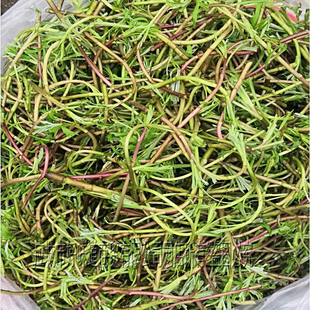 湖北特产新鲜野生红梗藜蒿 芦蒿 篙子苔梗蒌蒿野菜包邮泥蒿新嫩菜