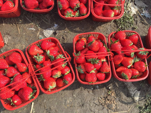 딸기 바구니 플라스틱 바구니 사각형 바구니 딸기 따기 바구니 딸기 바구니 무료 배송 공장 직접 판매 사각형 일회용 플라스틱 바구니