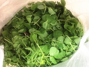 新鲜蔬菜 新鲜草头 苜蓿草 500g