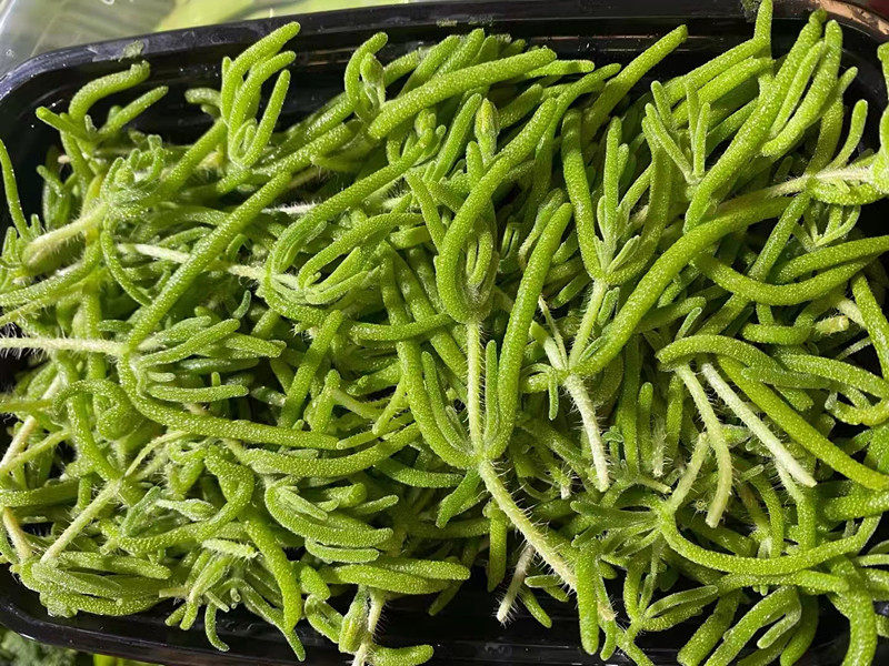 新鲜冰草芽 特菜  京津冀满68包邮顺丰