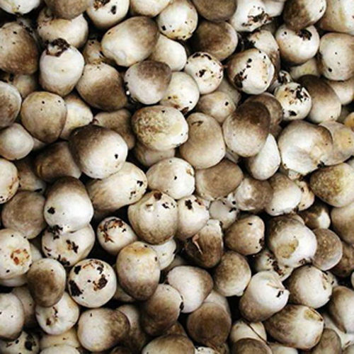 新鲜500g只发北京草菇