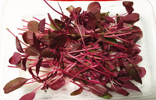 新鲜火红苗  安曼红苗 摆盘装饰  一盒18元