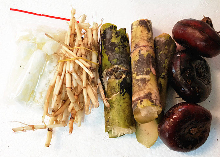 新鲜茅根 竹蔗 马蹄 家庭小份装 300g