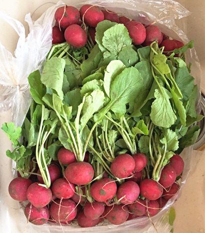 新鲜樱桃萝卜 迷你小萝卜蔬菜水果沙拉  2把  京津冀68包邮顺丰