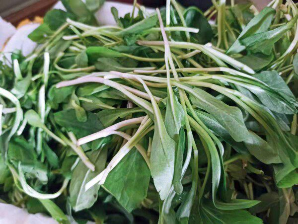 新鲜蔬菜  新鲜马兰头   鸡儿肠   500g