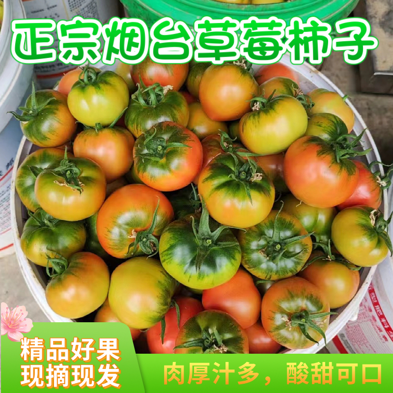 正宗海阳戴安娜草莓西红柿绿腚口感柿子番茄新鲜采摘儿时味道5斤