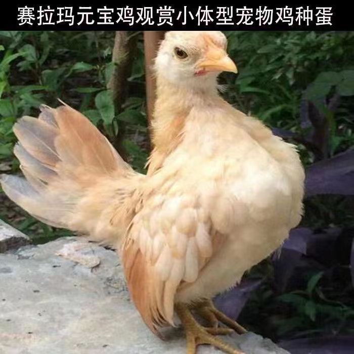 马来西亚塞拉玛鸡简介图片