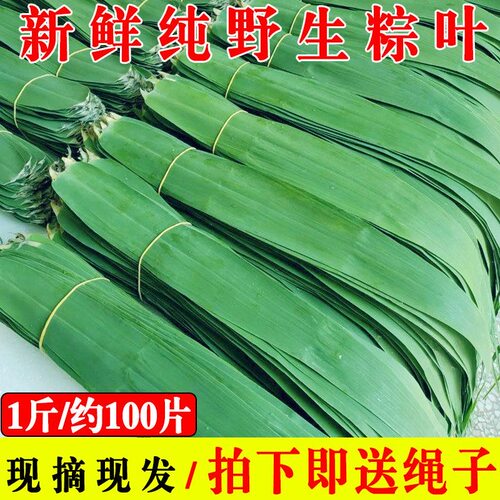 广西野生芦苇叶粽子叶