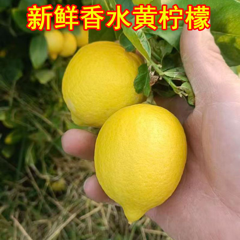 新鲜香水柠檬 广西无籽黄柠檬  当季鲜果 柠檬奶茶原料