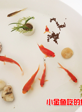 观赏鱼饲料 小金鱼饲料上浮小颗粒袋装 不浑水上浮金鱼粮小粒新产