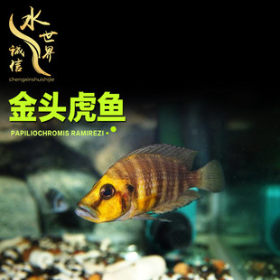 金头虎坦鲷三湖慈鲷鱼黄金虎面具虎鱼苗黄帆天堂鸟黄金叮当黑喷虎