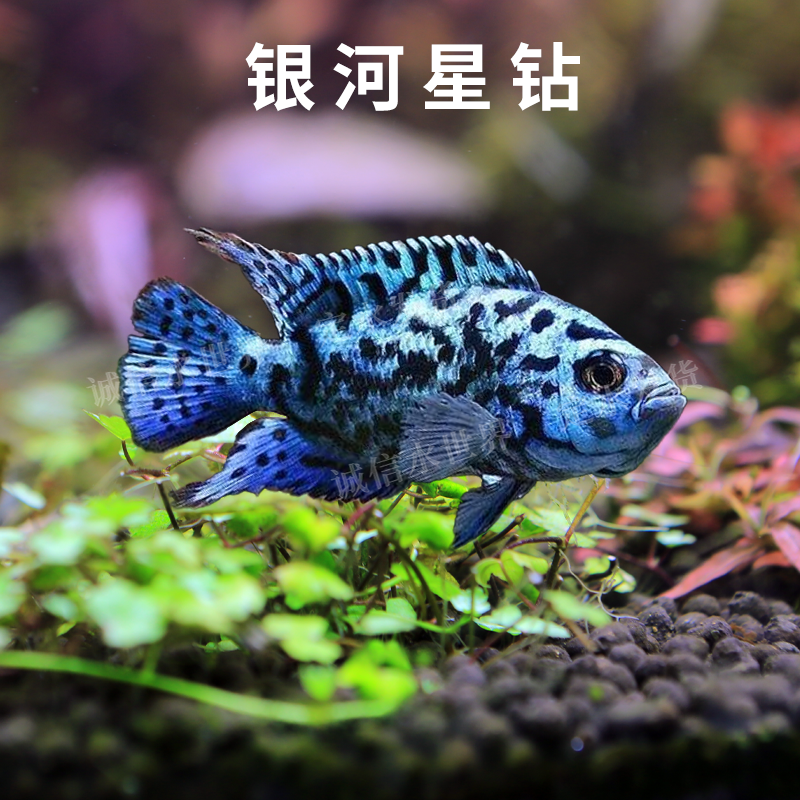 银河星钻鱼珍珠豹三湖慈鲷美洲短鲷热带观赏鱼活体新手易养耐活鱼