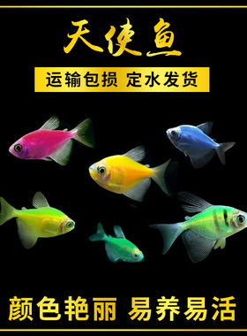 热带观赏鱼青苹果柠檬荧光紫虎斑彩天使鱼活体热带易饲养红衣天使