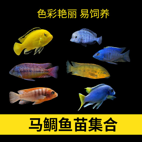 热带鱼马鲷三湖慈鲷食土鲷