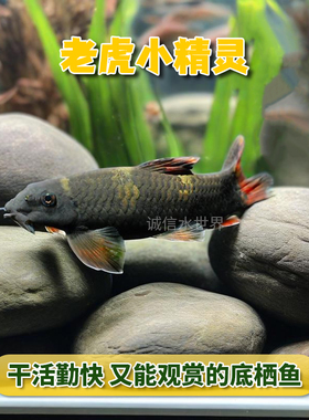 热带鱼观赏鱼除藻鱼工具鱼小精灵老虎小精灵一线小猴宠物鱼活体