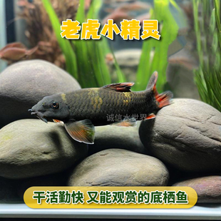 热带鱼观赏鱼除藻鱼工具鱼小精灵老虎小精灵一线小猴宠物鱼活体