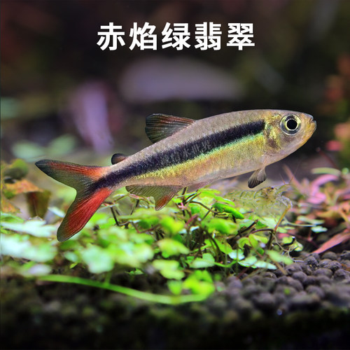 南美高端赤焰绿翡翠灯科鱼活体宝莲灯红绿灯红斑马草缸热带观赏鱼