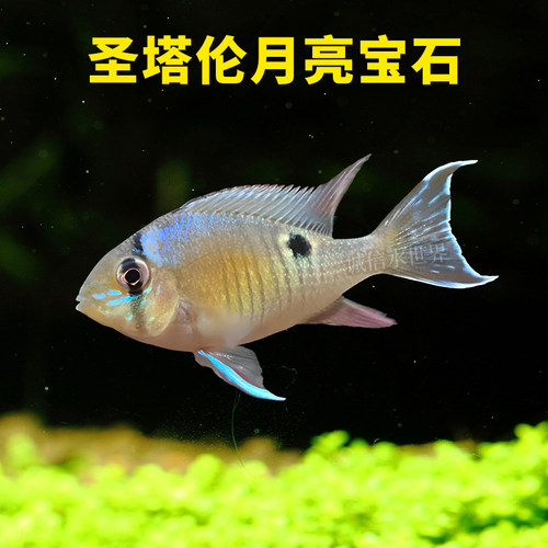 月亮宝石鲷三湖慈鲷鱼