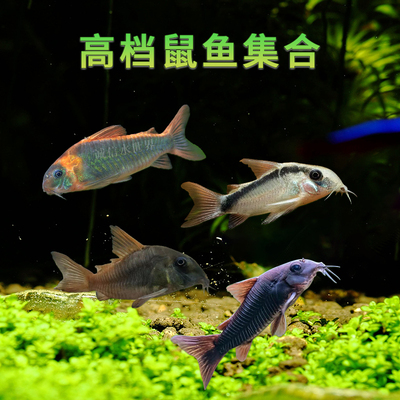 南美尼青鼠鱼热带白金豹皮委青红帆金线金印第安鼠底层清洁鱼