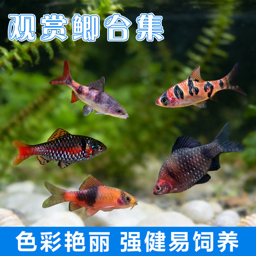 原生鱼溪流缸钻石彩虹鲫鱼红黑宝石鲫大帆玫瑰樱桃鲫紫光新手易养 - 封面
