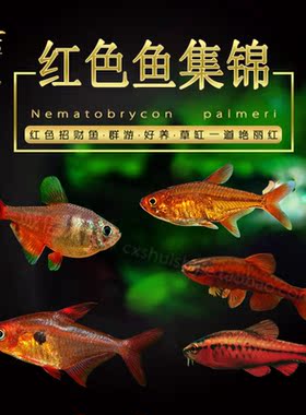 灯科鱼长尾樱桃灯哥伦比亚红衣梦幻旗喷火灯小型活体热带红观赏鱼