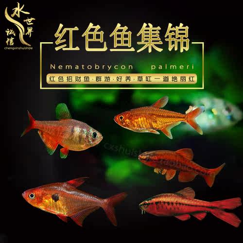 玫瑰热带淡水鱼长尾弱酸性红白翅