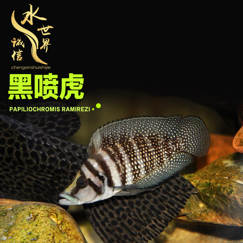 三湖慈鲷鱼观赏鱼苗坦鲷黑喷虎金头虎黄金虎珍珠虎岩栖