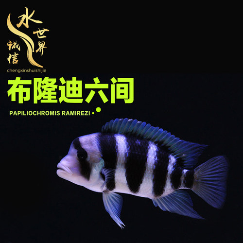 布隆迪六间鱼黄金活体珍珠蝴蝶