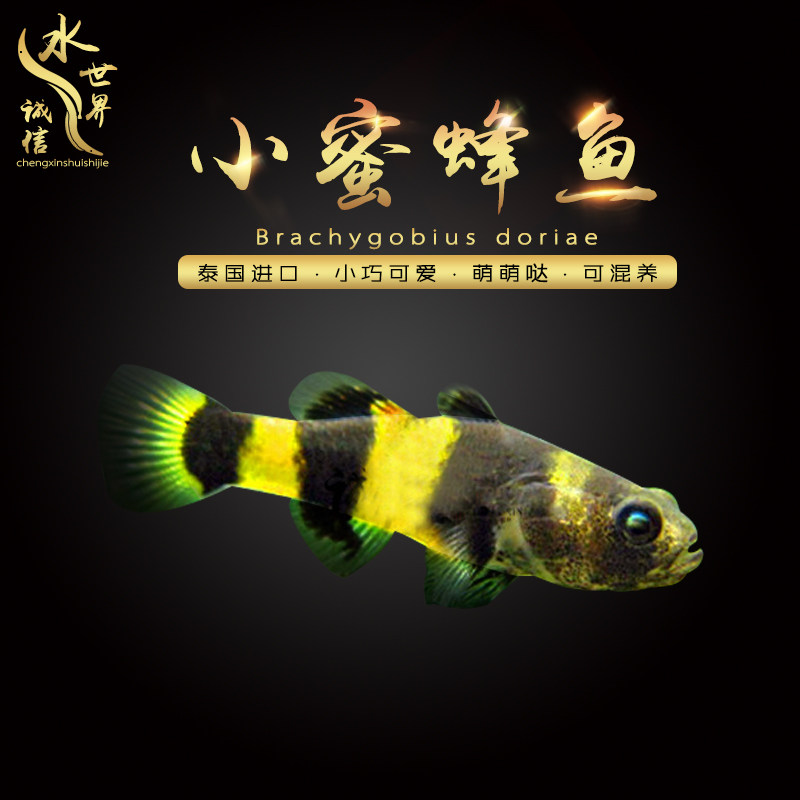 淡水小蜜蜂虾虎蛇仔小型观赏鱼除涡虫溪流缸底层工具鱼清洁鱼