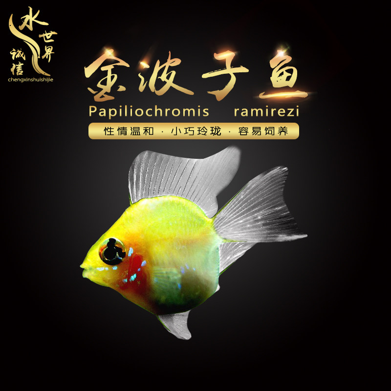 金波子阿凡达凤凰鱼短鲷鱼皮卡丘宝篮球热带观赏鱼活体小型淡水鱼