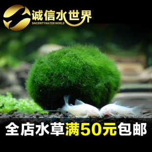 鱼缸水族箱造景水草海藻球火焰莫斯片造景绿藻球莫斯半球水藻球