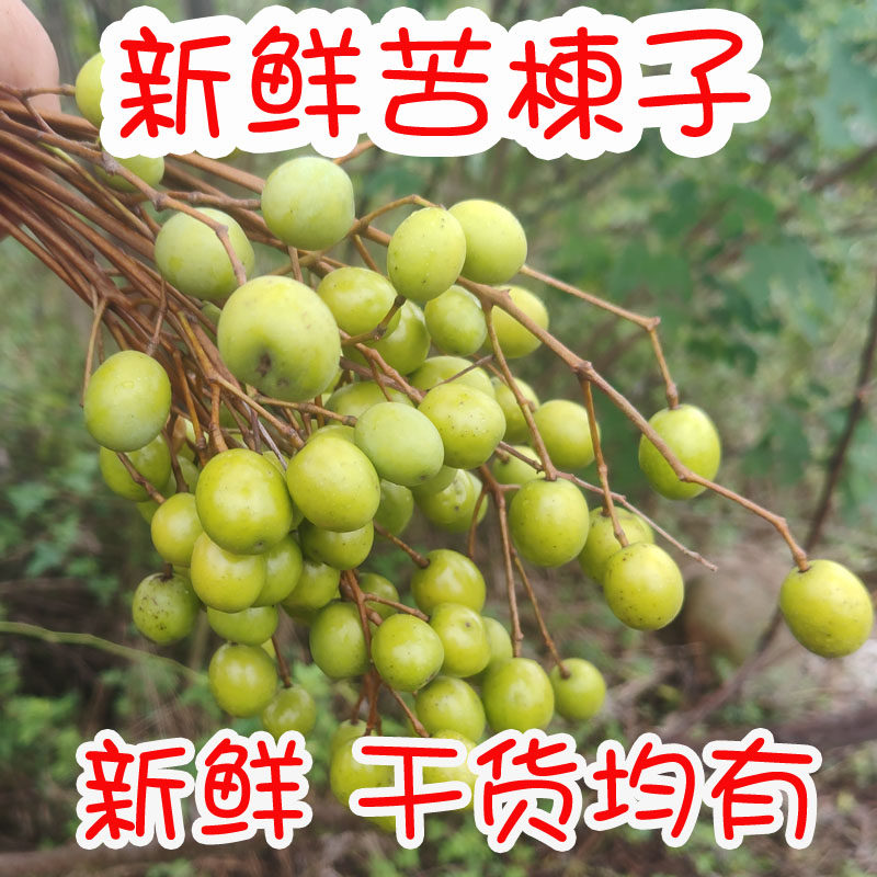 大别山野生苦楝子 新鲜苦楝子天然无硫金铃子苦楝豆子 苦楝籽